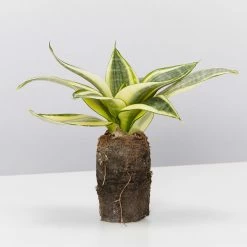 Indoor Garden Border Plants Mixed Pack Of Sansevieria In Paper Pots