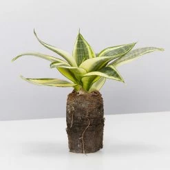 Indoor Garden Border Plants Sansevieria Trifasciata Golden Hahnii In Paper Pots