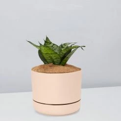 Succulents Border Plants Sansevieria Trifasciata Green Hahnii - Pot + Plant + Soil