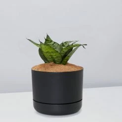 Succulents Border Plants Sansevieria Trifasciata Green Hahnii - Pot + Plant + Soil