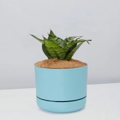 Succulents Border Plants Sansevieria Trifasciata Green Hahnii - Pot + Plant + Soil