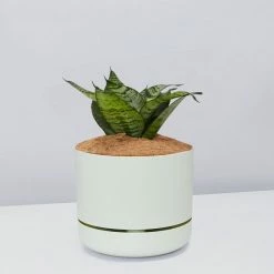 Succulents Border Plants Sansevieria Trifasciata Green Hahnii - Pot + Plant + Soil