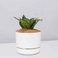 Succulents Border Plants Sansevieria Trifasciata Green Hahnii - Pot + Plant + Soil