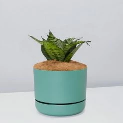 Succulents Border Plants Sansevieria Trifasciata Green Hahnii - Pot + Plant + Soil