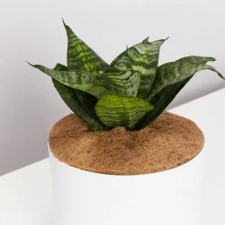 Succulents Border Plants Sansevieria Trifasciata Green Hahnii - Pot + Plant + Soil