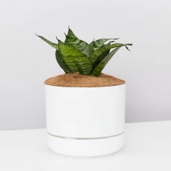 Succulents Border Plants Sansevieria Trifasciata Green Hahnii - Pot + Plant + Soil