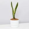 Succulents Sansevieria Trifasciata Laurentii - Pot + Plant + Soil Border Plants