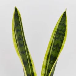 Succulents Sansevieria Trifasciata Laurentii - Pot + Plant + Soil Border Plants