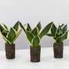 Indoor Garden Sansevieria Trifasciata Lotus Hahnii In Paper Pots