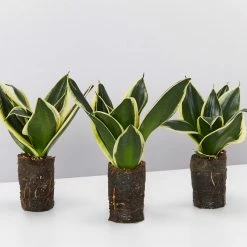 Indoor Garden Sansevieria Trifasciata Lotus Hahnii In Paper Pots