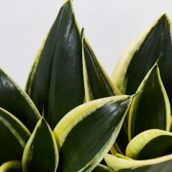 Indoor Garden Border Plants Mixed Pack Of Sansevieria In Paper Pots