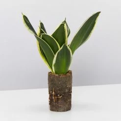 Indoor Garden Border Plants Mixed Pack Of Sansevieria In Paper Pots