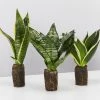 Indoor Garden Border Plants Mixed Pack Of Sansevieria In Paper Pots