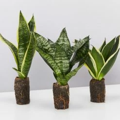 Indoor Garden Border Plants Mixed Pack Of Sansevieria In Paper Pots