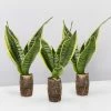 Indoor Garden Sansevieria Trifasciata Superba Paper Pots
