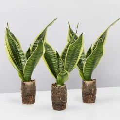 Indoor Garden Sansevieria Trifasciata Superba Paper Pots