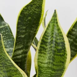 Plants In A Box Sansevieria Trifasciata Superba
