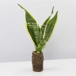 Indoor Garden Sansevieria Trifasciata Superba Paper Pots