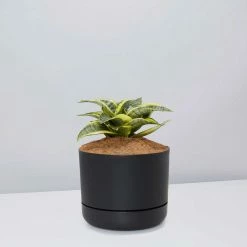 Succulents Snake Plants Sansevieria Trifasciata Golden Hahnii - Pot + Plant + Soil