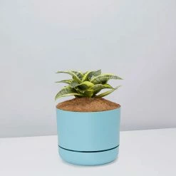 Succulents Snake Plants Sansevieria Trifasciata Golden Hahnii - Pot + Plant + Soil