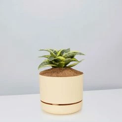 Succulents Snake Plants Sansevieria Trifasciata Golden Hahnii - Pot + Plant + Soil