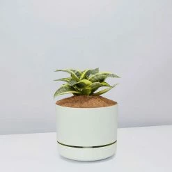 Succulents Snake Plants Sansevieria Trifasciata Golden Hahnii - Pot + Plant + Soil