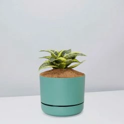 Succulents Snake Plants Sansevieria Trifasciata Golden Hahnii - Pot + Plant + Soil