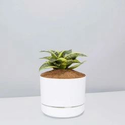 Succulents Snake Plants Sansevieria Trifasciata Golden Hahnii - Pot + Plant + Soil