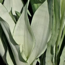 Indoor Garden Snake Plants Sansevieria Trifasciata Moonshine With Pot Option