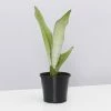 Indoor Garden Snake Plants Sansevieria Trifasciata Moonshine With Pot Option