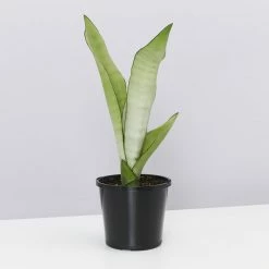 Indoor Garden Snake Plants Sansevieria Trifasciata Moonshine With Pot Option