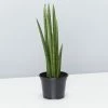 Indoor Garden Pool Friendly Plants Sansevieria Cylindrica Snake Plants