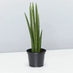 Indoor Garden Pool Friendly Plants Sansevieria Cylindrica Snake Plants