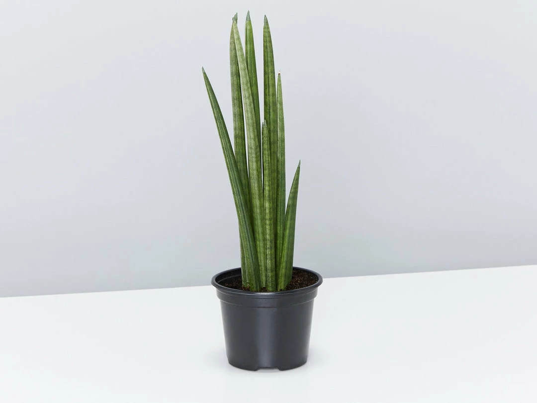 Indoor Garden Pool Friendly Plants Sansevieria Cylindrica Snake Plants 3 Indoor Garden Pool Friendly Plants Sansevieria Cylindrica Snake Plants