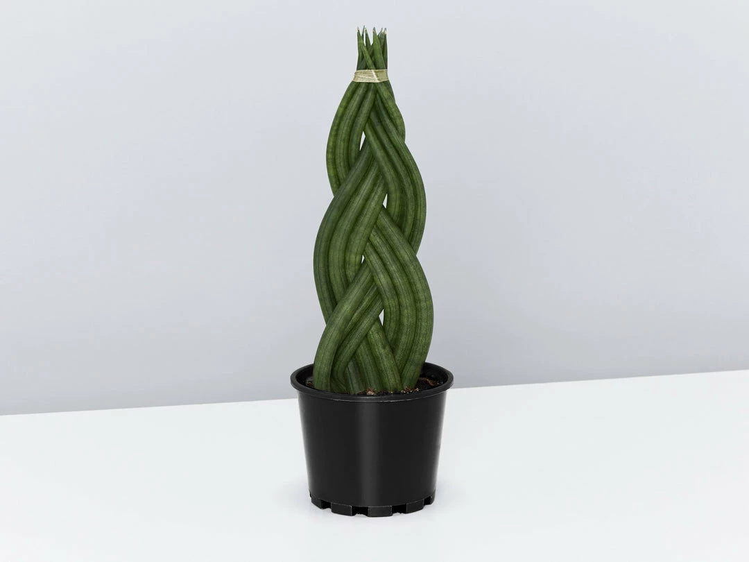 Indoor Garden Pool Friendly Plants Sansevieria Cylindrica Snake Plants 6 Indoor Garden Pool Friendly Plants Sansevieria Cylindrica Snake Plants
