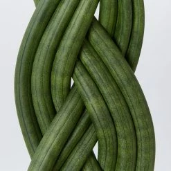 Indoor Garden Pool Friendly Plants Sansevieria Cylindrica Snake Plants 14 Indoor Garden Pool Friendly Plants Sansevieria Cylindrica Snake Plants