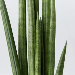 Indoor Garden Pool Friendly Plants Sansevieria Cylindrica Snake Plants 12 Indoor Garden Pool Friendly Plants Sansevieria Cylindrica Snake Plants