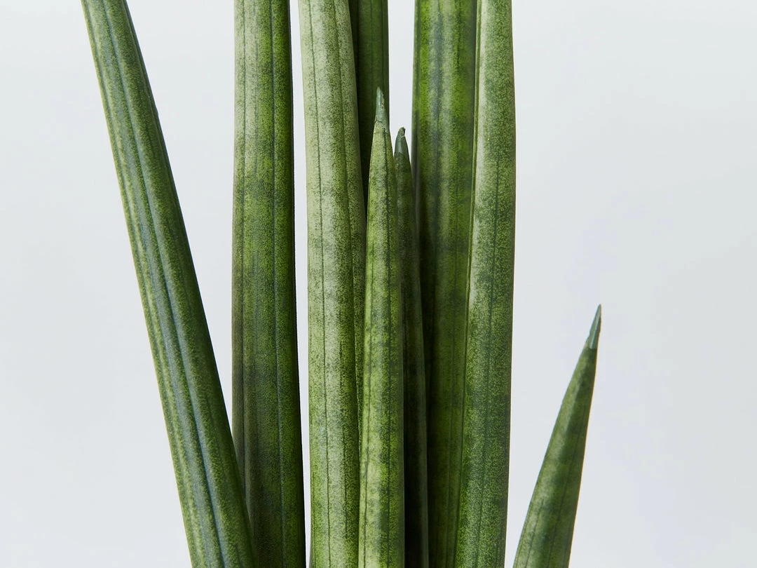 Indoor Garden Pool Friendly Plants Sansevieria Cylindrica Snake Plants 5 Indoor Garden Pool Friendly Plants Sansevieria Cylindrica Snake Plants