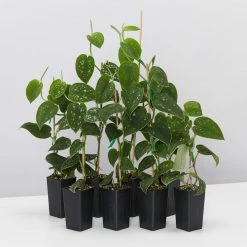 Indoor Garden Satin Pothos Scindapsus Pictus Argyraeus