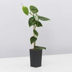 Indoor Garden Satin Pothos Scindapsus Pictus Argyraeus