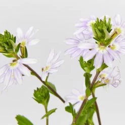 Shrubs Scaevola Aemula Fairy Blue