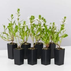 Shrubs Border Plants Scaevola Aemula Bondi White