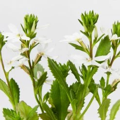 Shrubs Border Plants Scaevola Aemula Bondi White