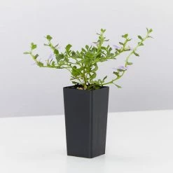 Shrubs Scaevola Albida Mauve Clusters Full Sun