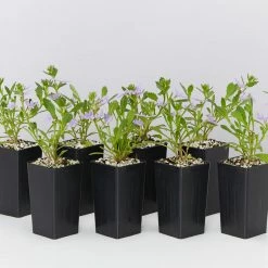 Shrubs Scaevola Aemula Bondi Blue