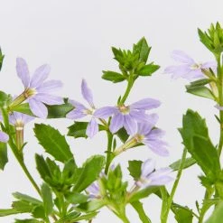 Shrubs Scaevola Aemula Bondi Blue
