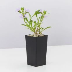 Shrubs Scaevola Aemula Bondi Blue