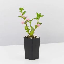 Shrubs Scaevola Aemula Fairy Pink Full Sun