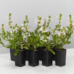 Shrubs Border Plants Scaevola Aemula White Mauve