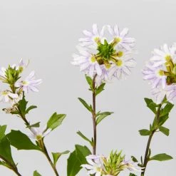 Shrubs Border Plants Scaevola Aemula White Mauve